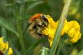 Bumblebees: Brown-banded Carder Bee - queen (Bombus humilis)
